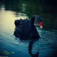 black swan