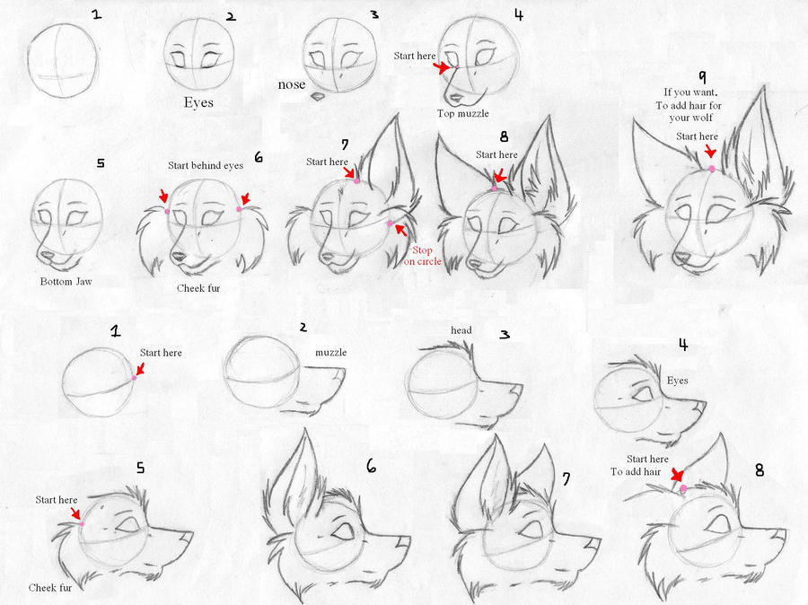 How to draw wolfs - P 1- Heads