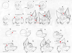 How to draw wolfs - P 1- Heads
