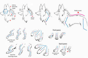 How to draw wolfs- Part2