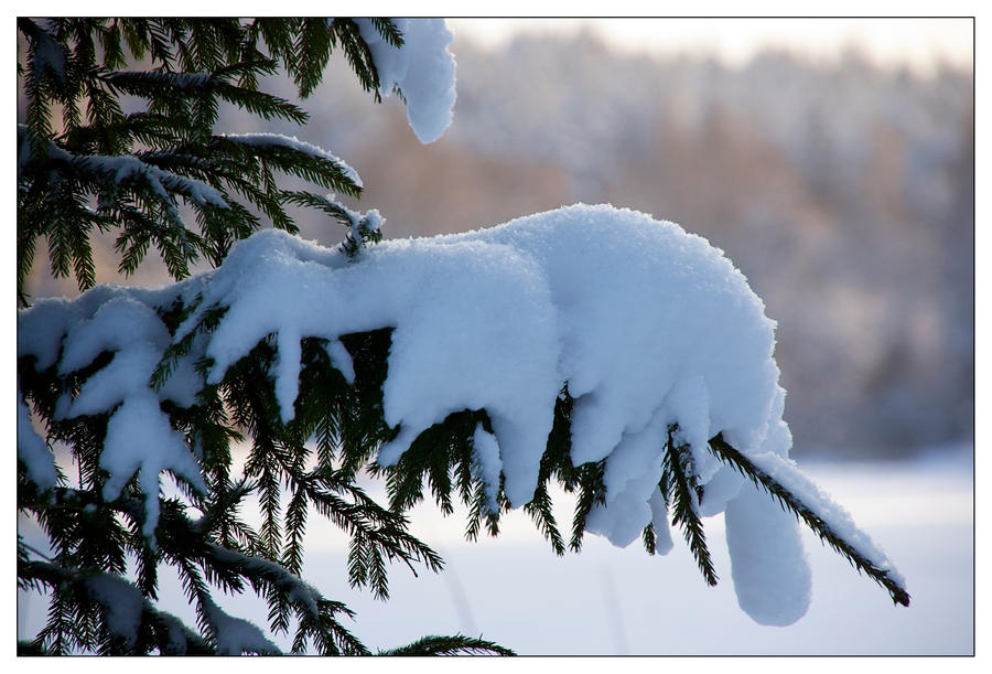 White is in the winter night..