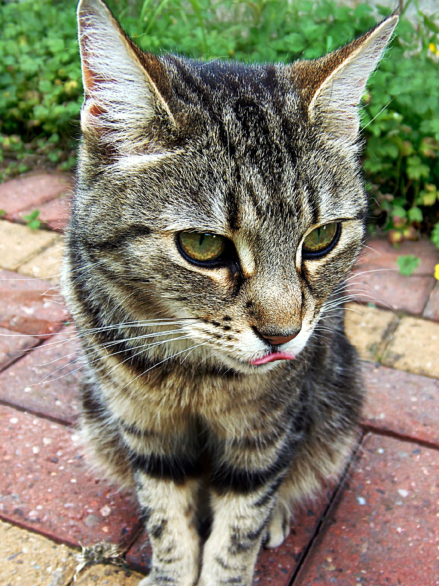 Sticking her tongue out!