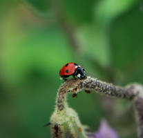 Ladybug