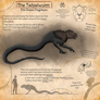 Tatzelwurm Sketches