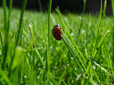 Ladybird/ coccinelle