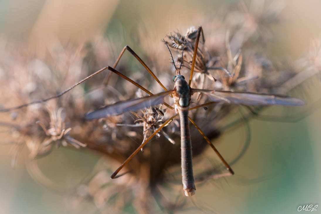 Mosquito by MCL28 on DeviantArt