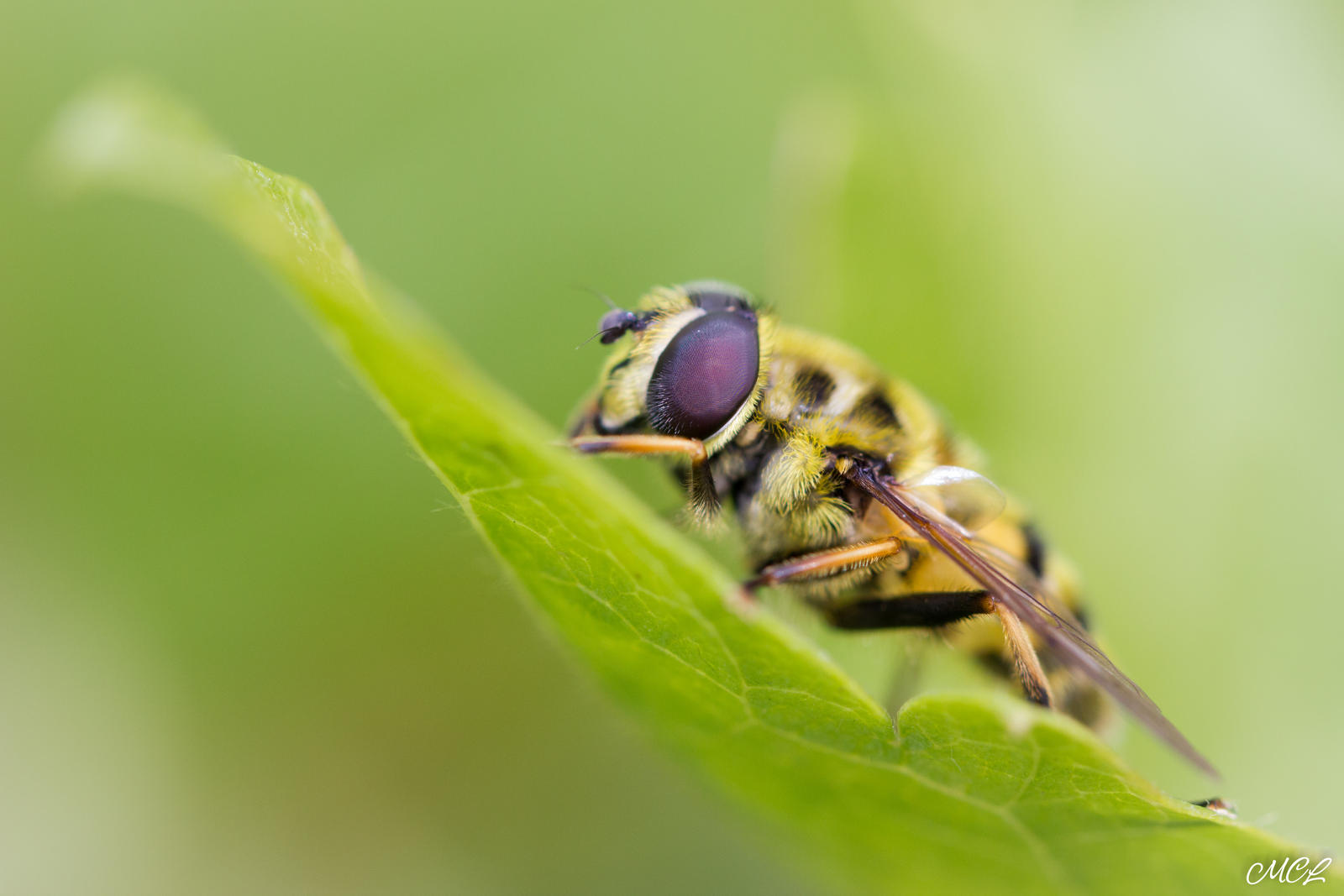 An hoverfly on a leaf