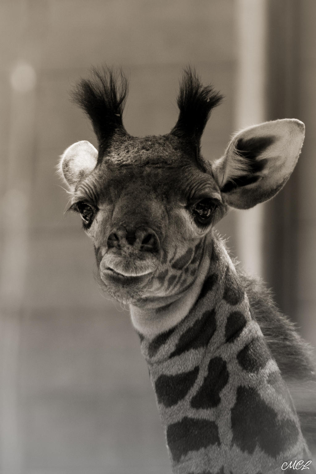 A girafon