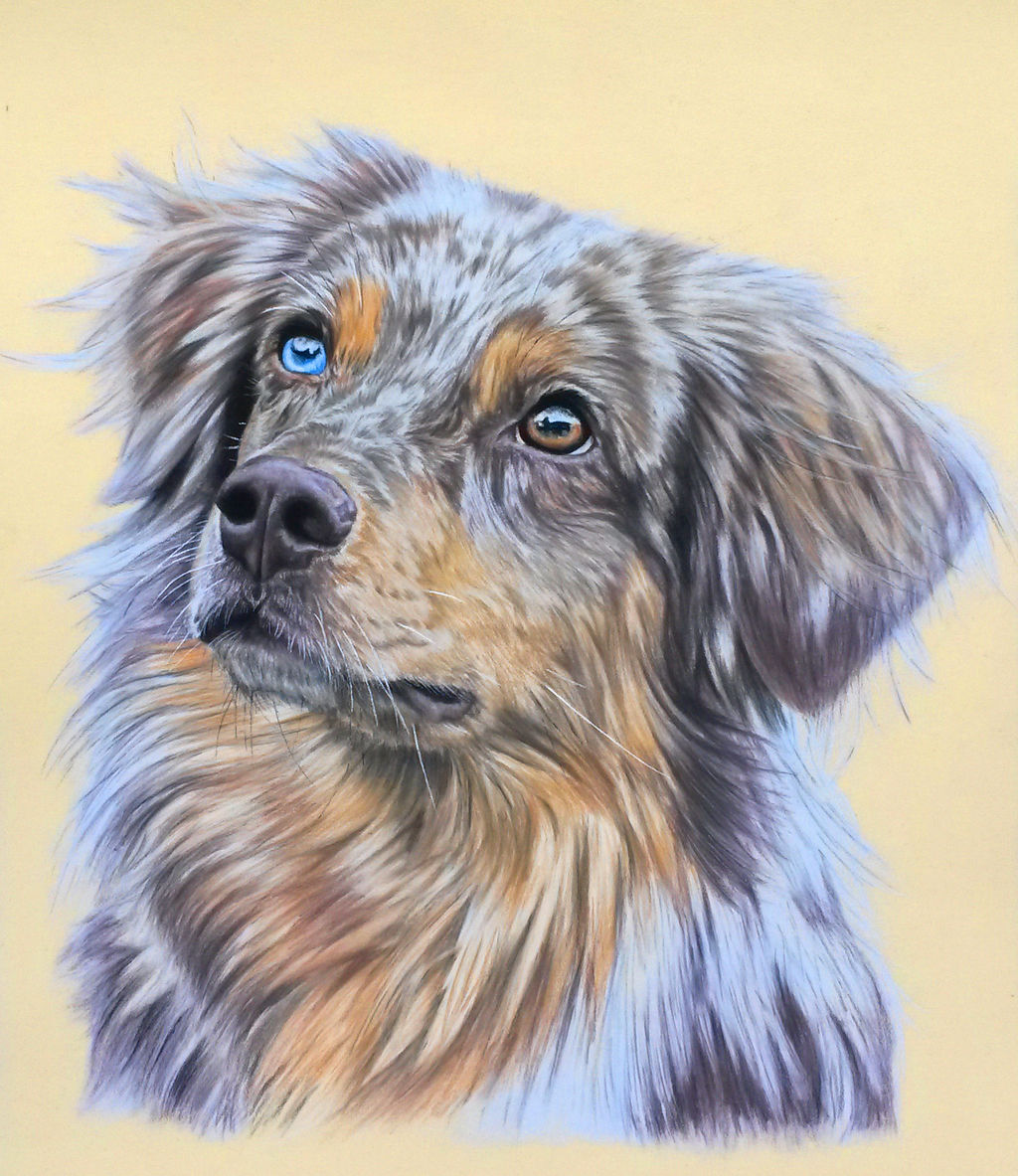35+ Trends For Easy Australian Shepherd Puppy Drawing | The Campbells