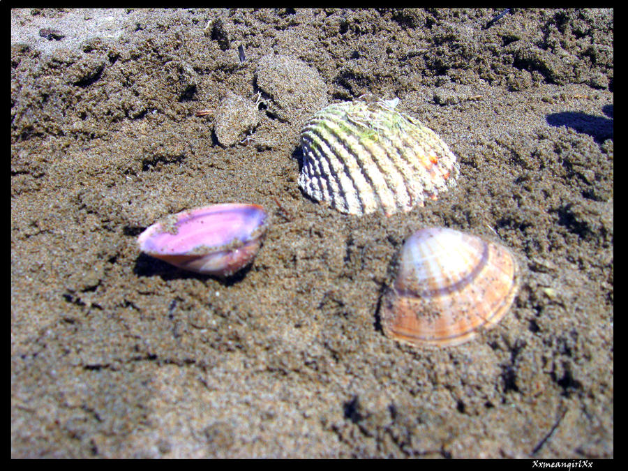 Greek shells by XxmeangirlxX on DeviantArt