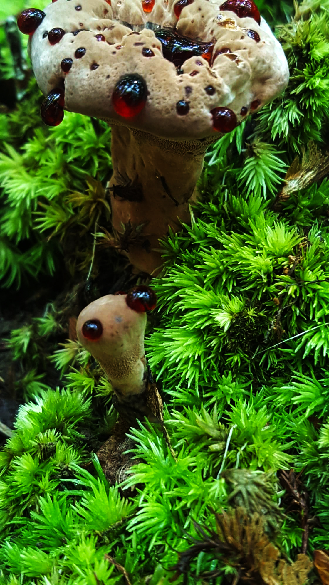 Bloodtooth fungus by lala1171 on DeviantArt