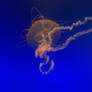 Jellyfish C: