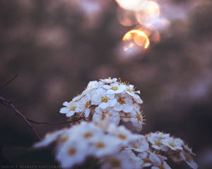 my dreams by lovemyscars my dreams by lovemyscars