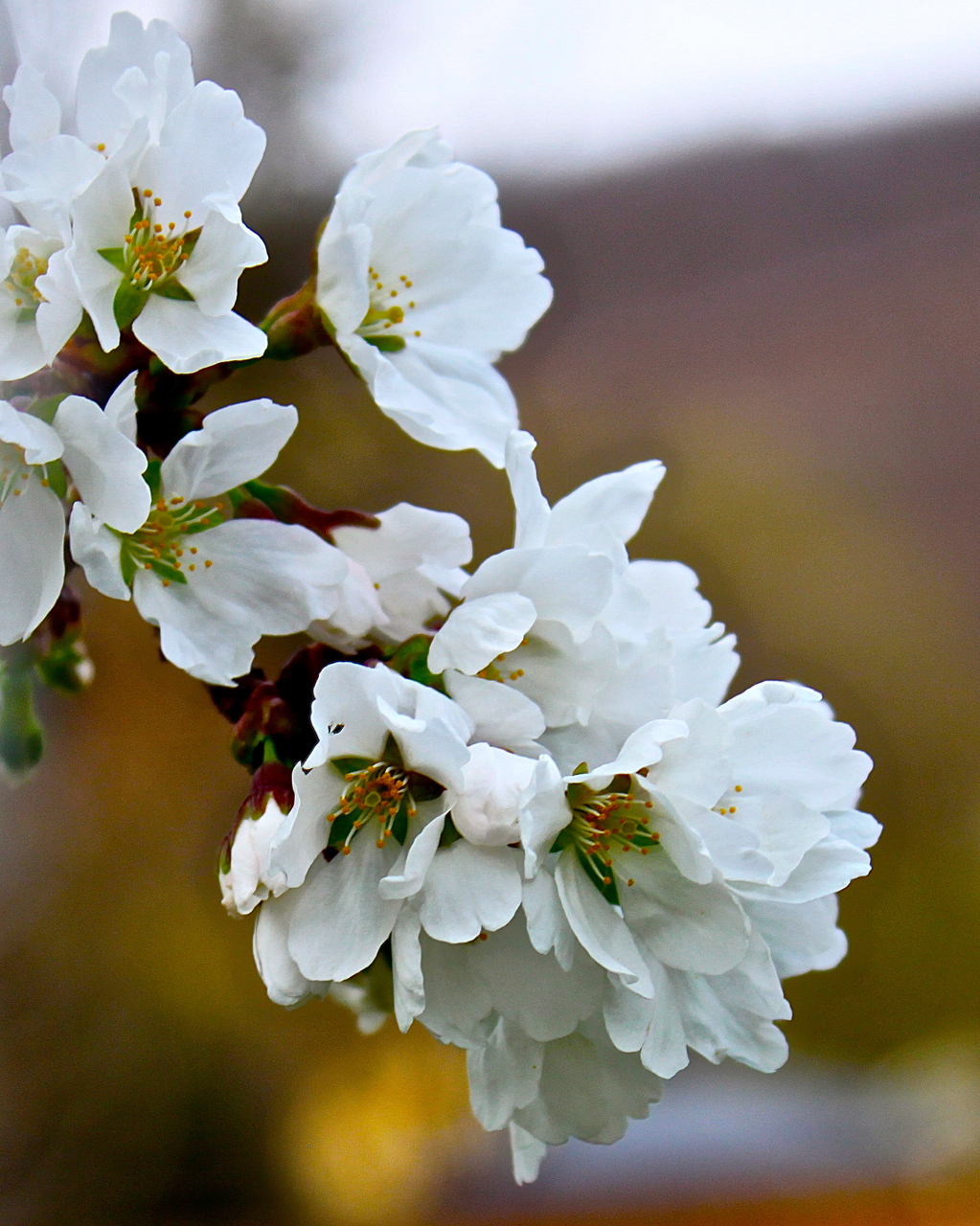 Cherry Blossoms