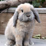 Bunny on the Steps