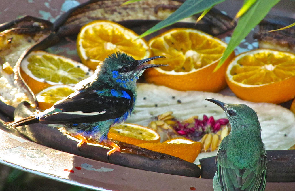 Birds at the Zoo