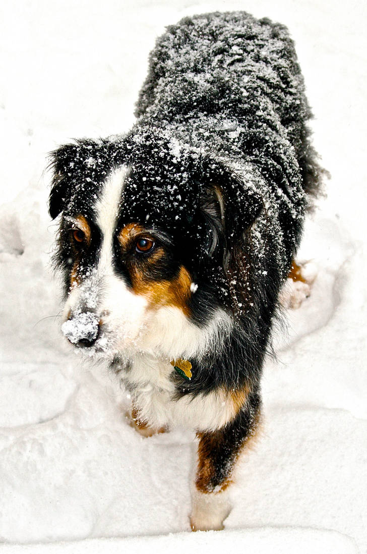 Pooch in the Snow by LauraBarwick