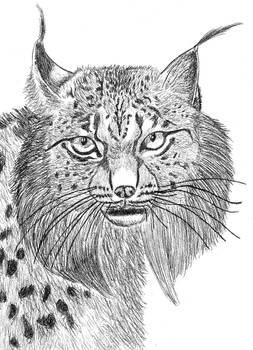 Lynx