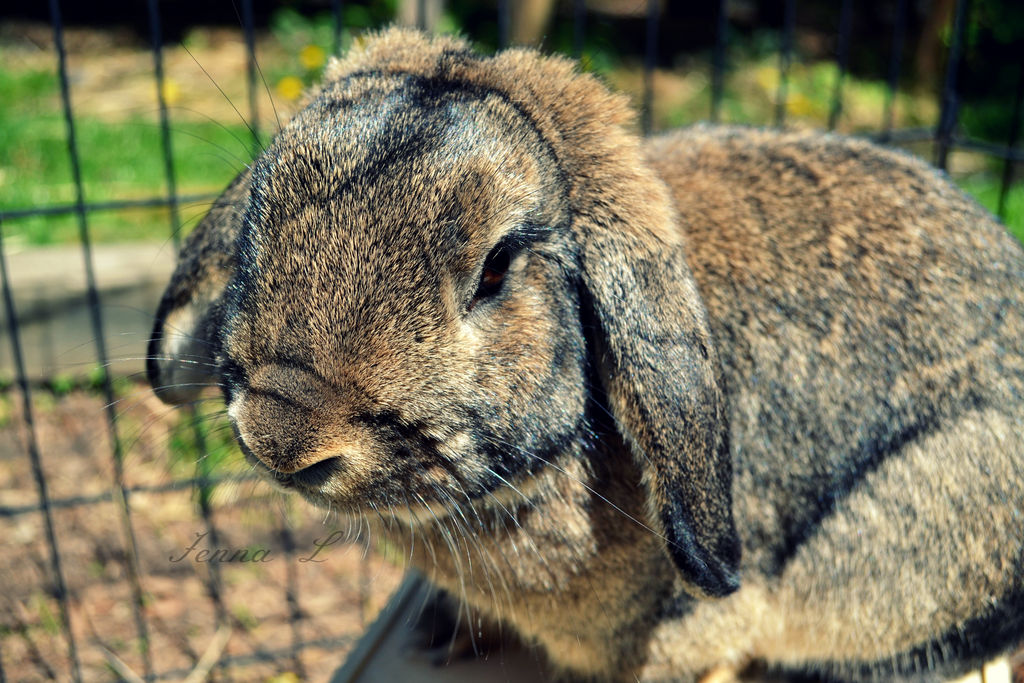 Robert the Rabbit by PhantomDragon09 on DeviantArt