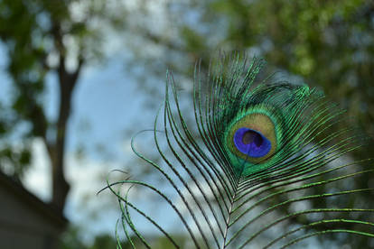 Peacock Feather