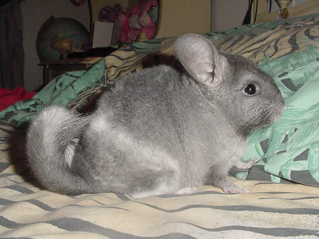 My chinchilla as a baby by jjj1712 on DeviantArt