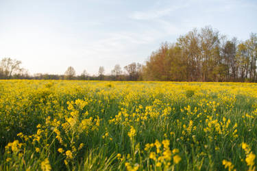 field of flowers