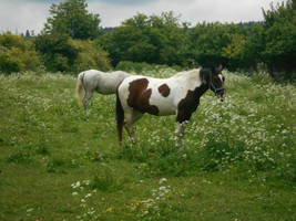 Our horses