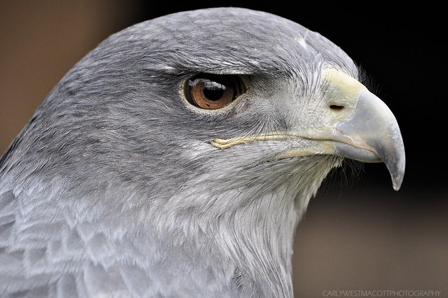 Buzzard Eagle. (close up)