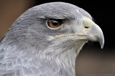 Buzzard Eagle. (close up)