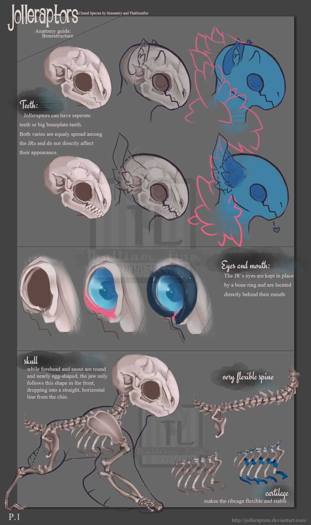 Jr Anatomie Guide  Skeleton, pg.1