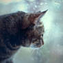 Cat and Rain