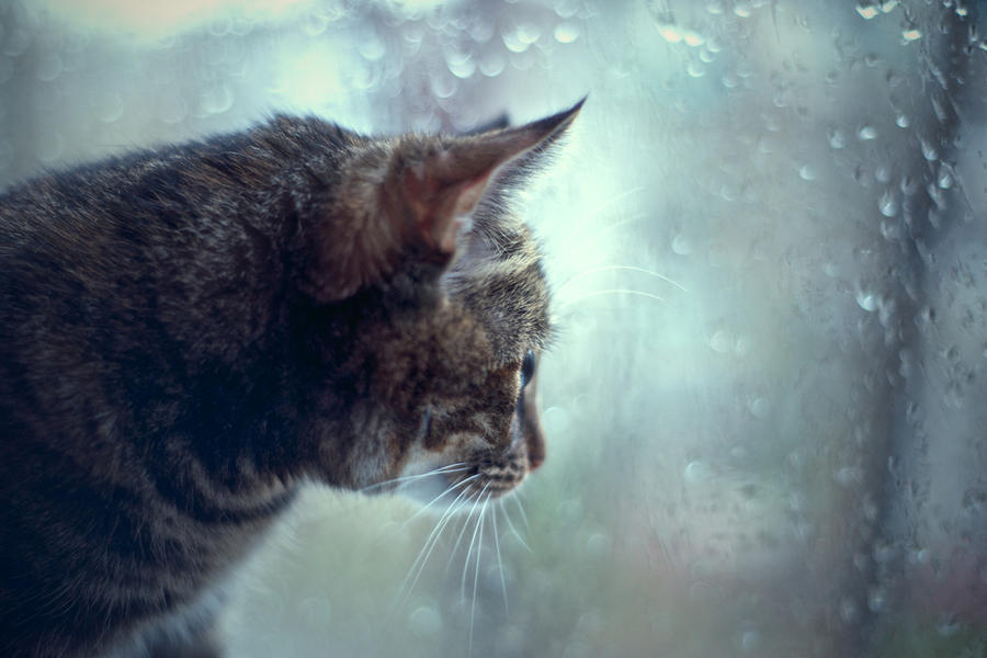 Cat and Rain