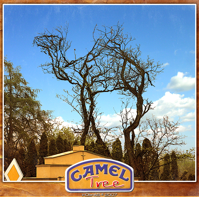 CamelTree