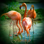 Flamingo by inObrAS