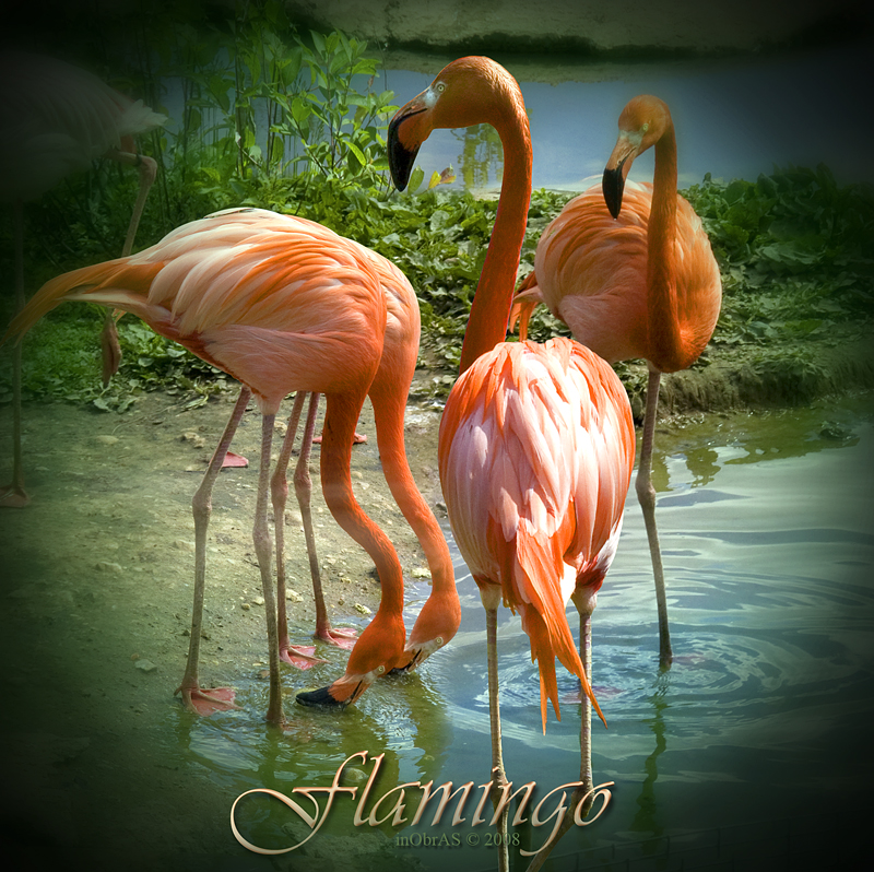 Flamingo