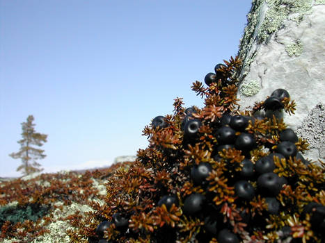 Berries in the mountain