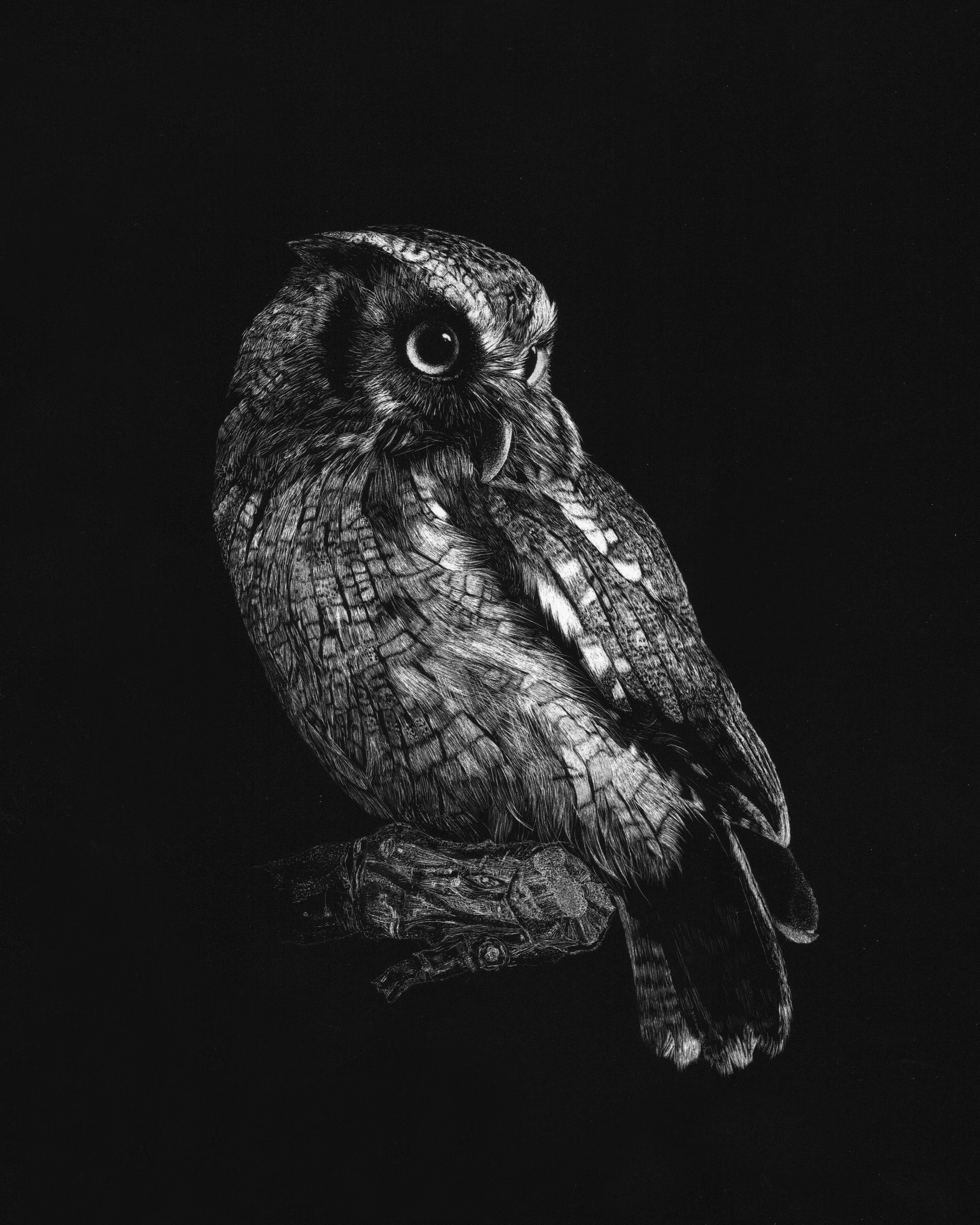 Owl Scratchboard