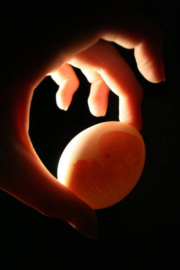 Fetus eggs