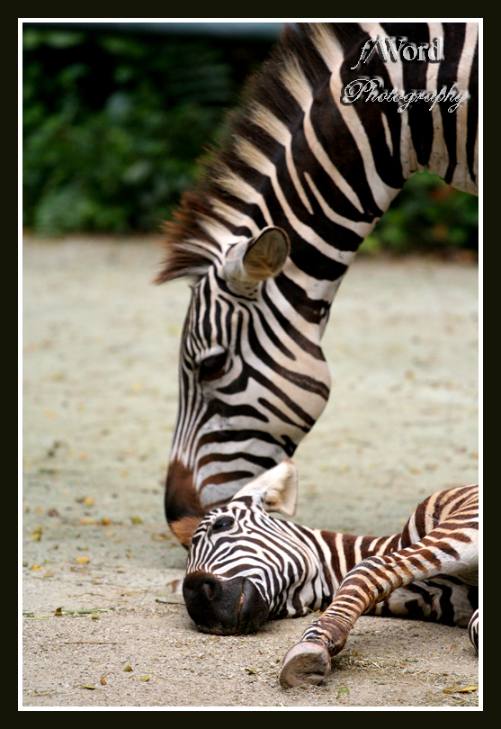 Zebra Whispers