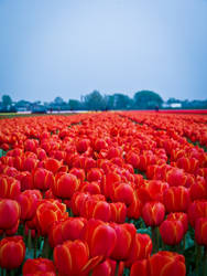 Endless tulip fields