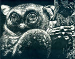 Tarsier by tigeress66