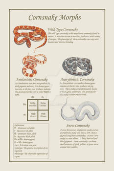 Cornsnake poster