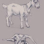 Goat Sketches