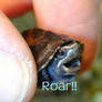 baby turtle roar