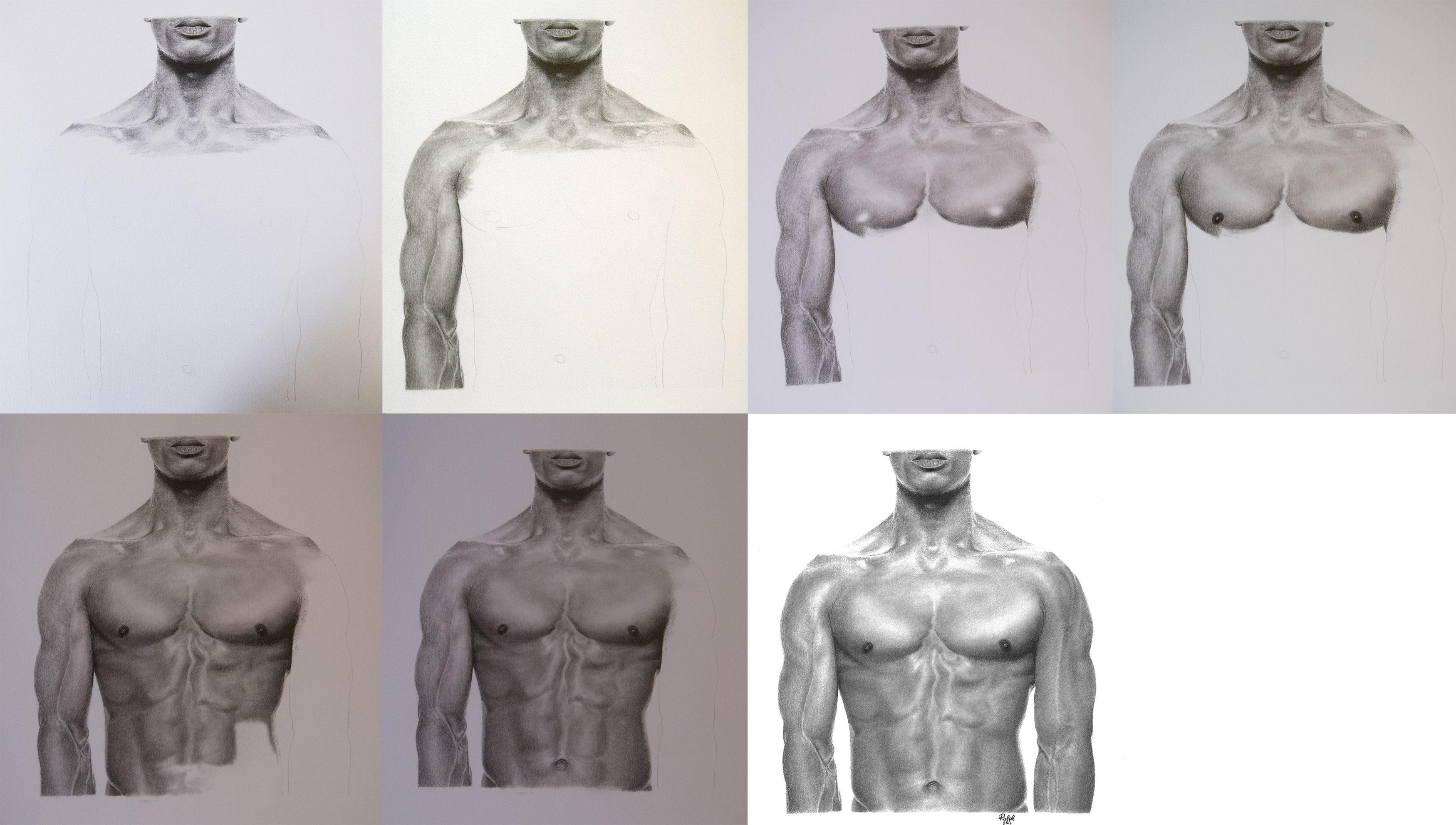 Male torso study - WIP