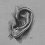 Ear Sketch