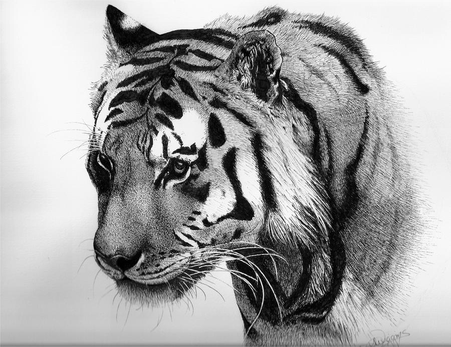 Tiger Pen Ink Tiger, pen and ink by nightingale5601 on DeviantArt