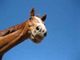 Horse smile