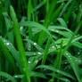 Droplets on Grass