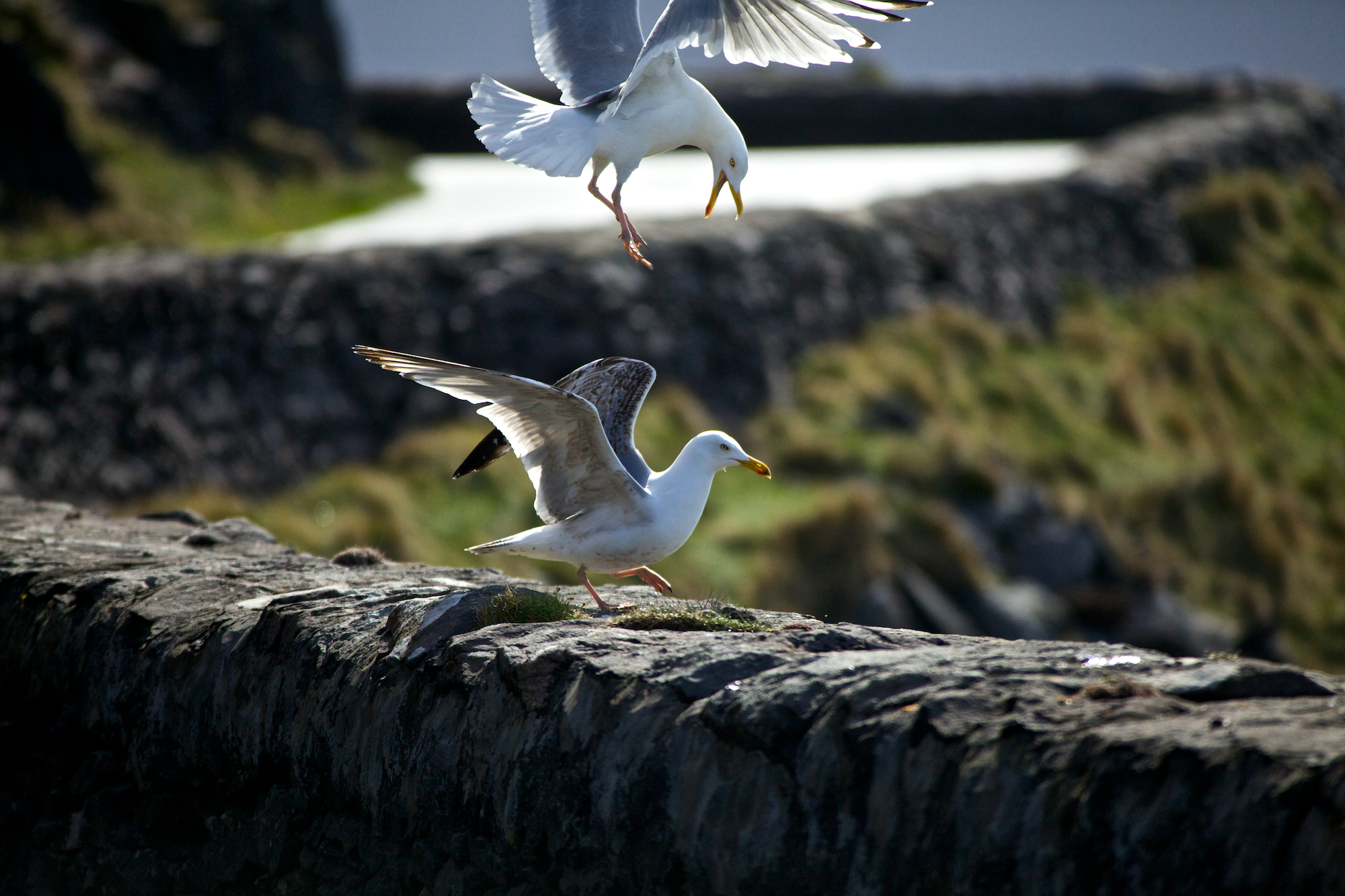 Fighting sea gulls